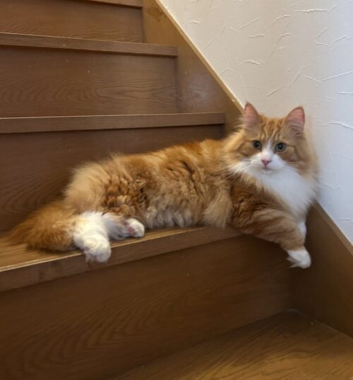 猫の夢占いに関してのQ＆A